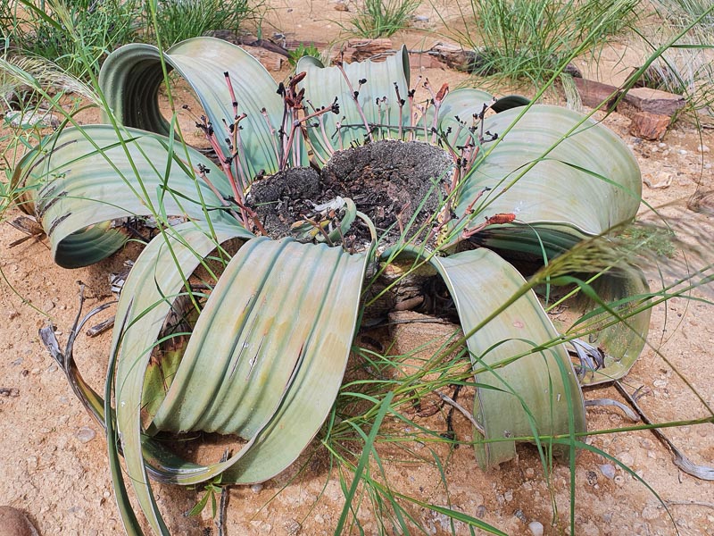 Petrified Forest and Welwitschia Plants