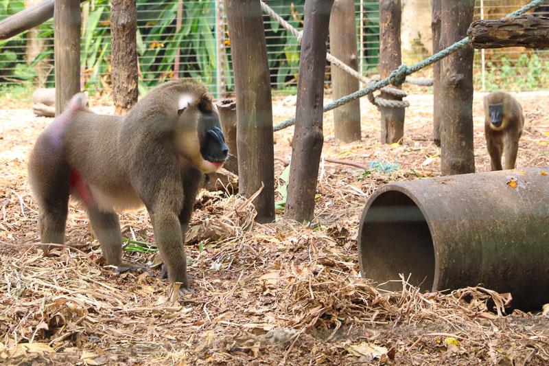 Pandrillus Drill Ranch