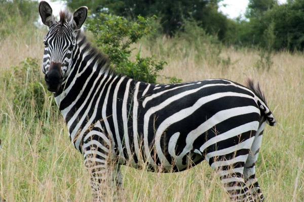 Akagera National Park