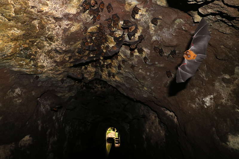 Bat Tunnel