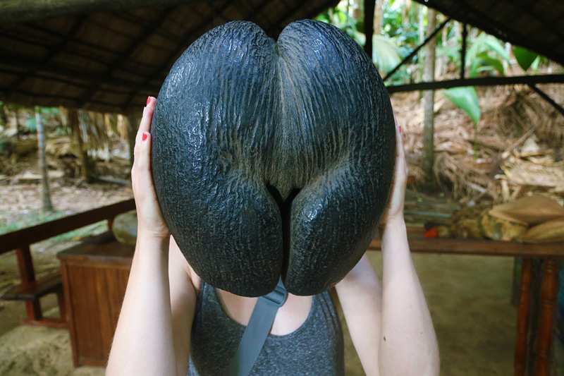Vallee De Mai National Park