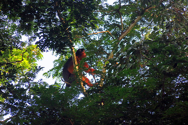 Tiwai Island Wildlife Sanctuary
