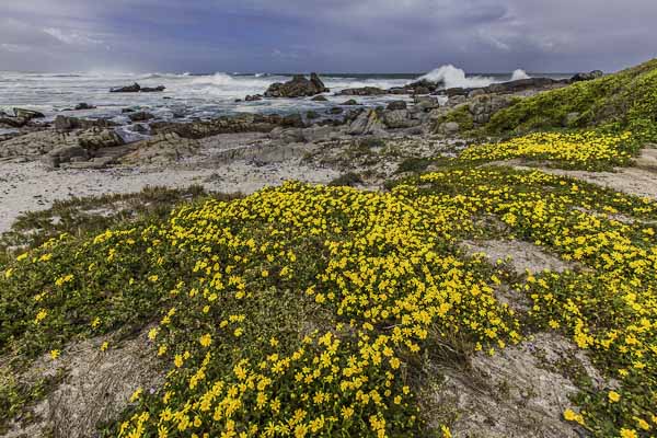 West Coast NP