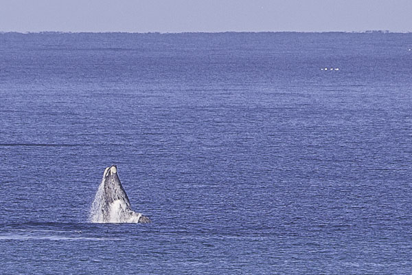 de Hoop - whales and flowers