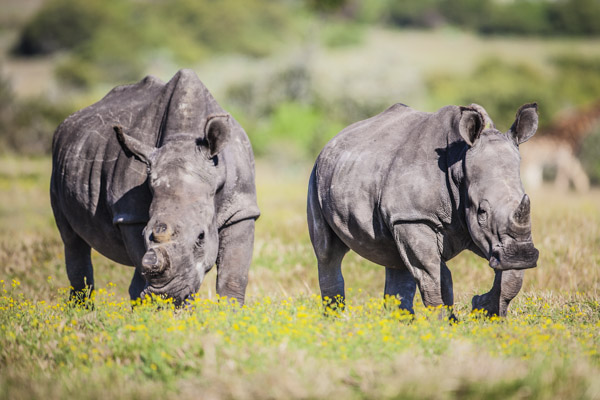 Kragga Kamma Game Park