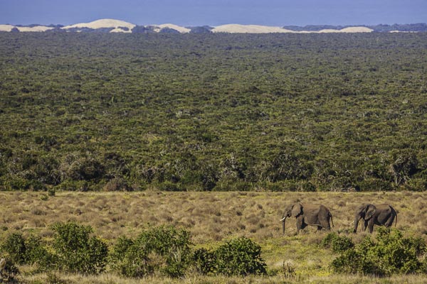 Addo Elephant National Park