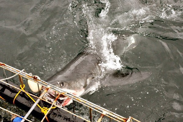Cage diving with sharks