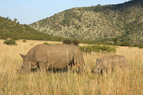 Pilanesberg