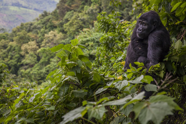 Bwindi Impenetrable National Park