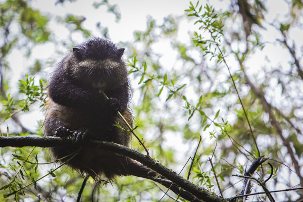 Golden Monkey Tracking