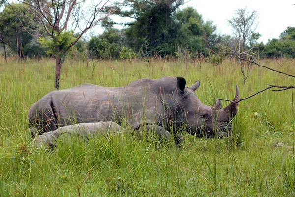 Ziwa Rhino Sanctuary