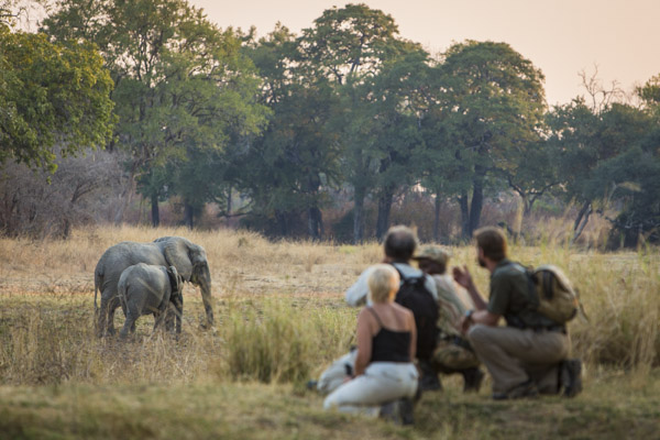 Walking safaris in the Luangwa Valley