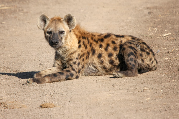 South Luangwa National Park