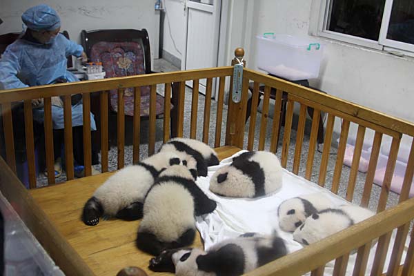 Jungle Gym