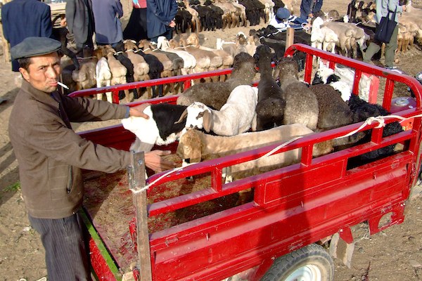 Livestock Market