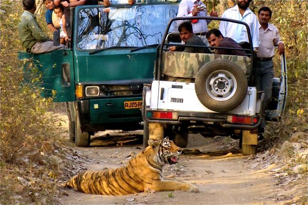 Tiger Safari