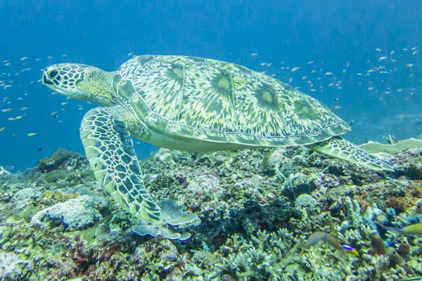 Gili Islands Diving
