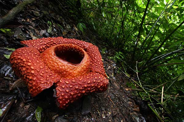 Rafflesia Arnoldi
