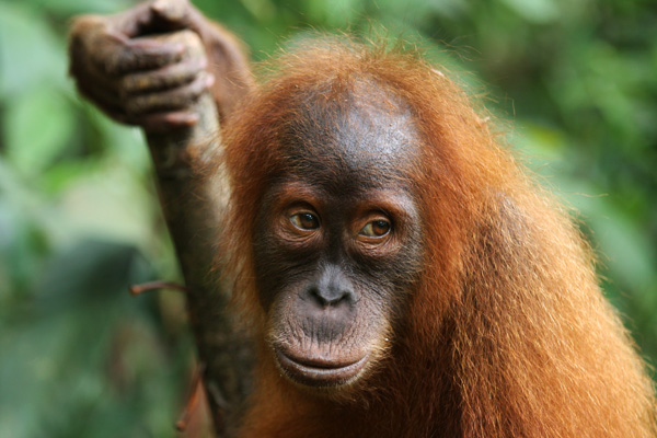 Orangutan