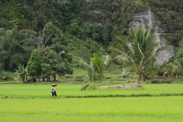 Harau Valley