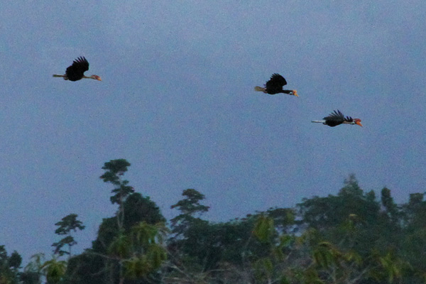 Hornbills exodos