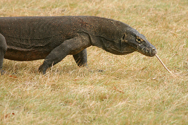 Komodo Dragons