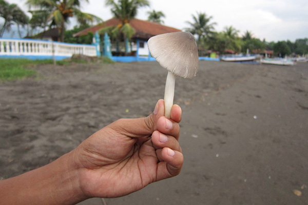 Magic mushroom