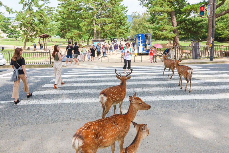 Nara Deers