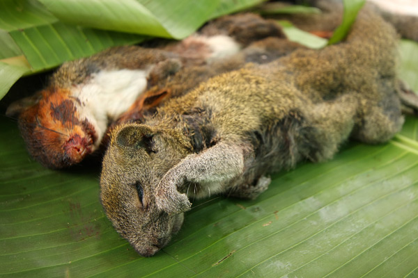 Jungle meat