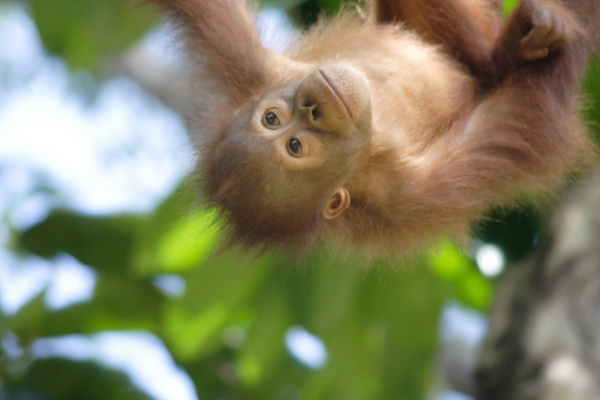 Orangutan baby