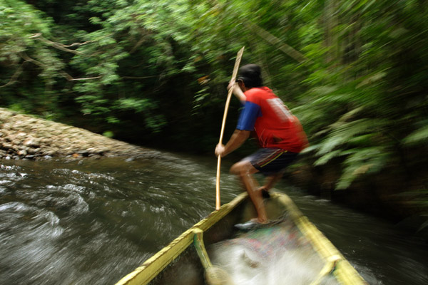 Jungle expedition