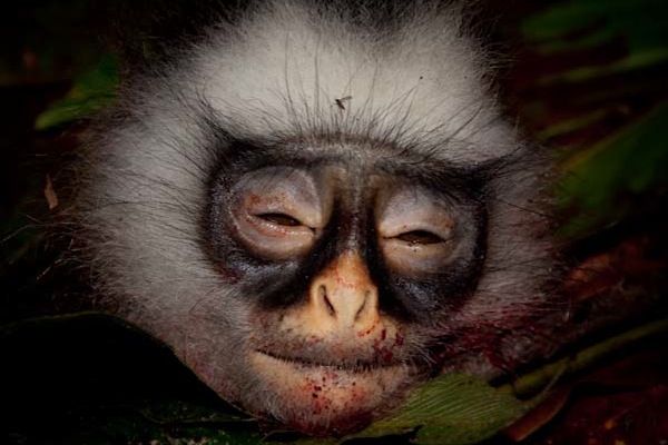 Eat Monkeys
