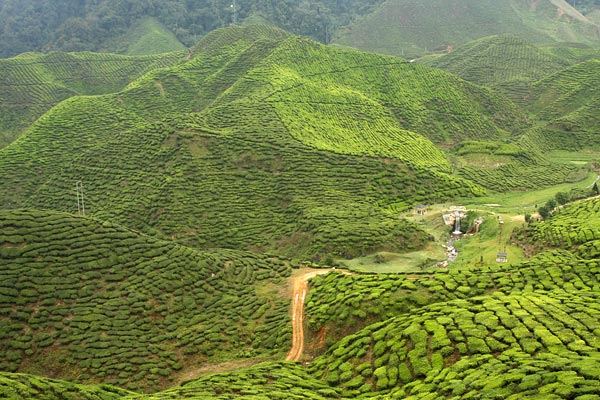 Cameron Highlands