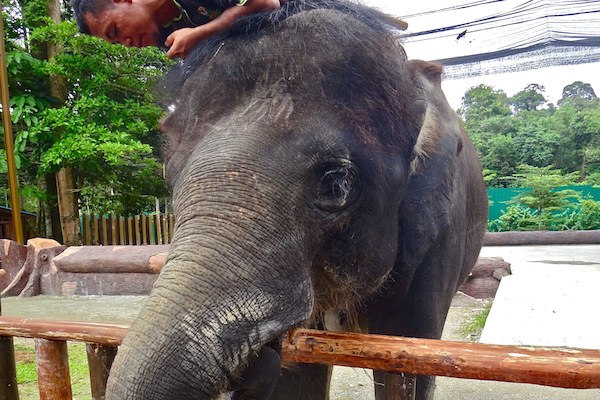 Elephant Sanctuary & Orphanage