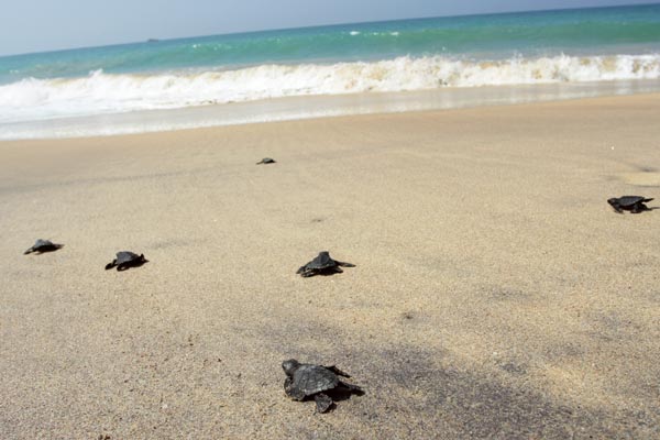 Sea turtle