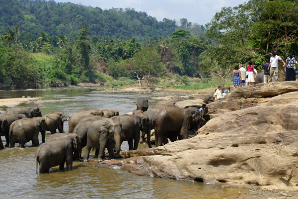 Elephant orphanage