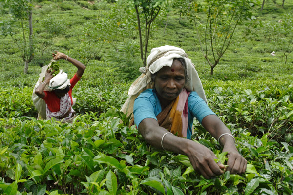 Tea plantation