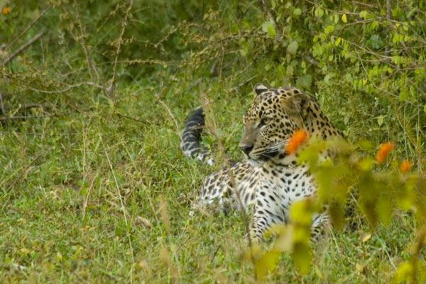 Leopard