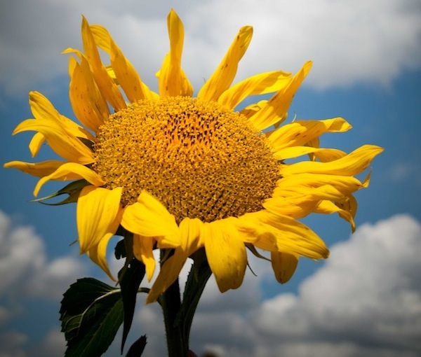 Sunflower Festival