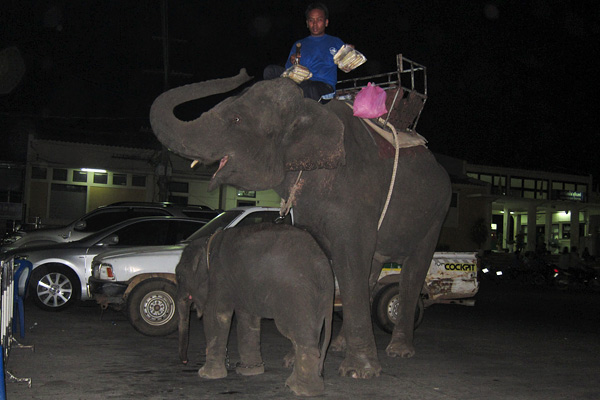 Surin â€“ elephant town