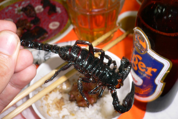 Fried scorpion