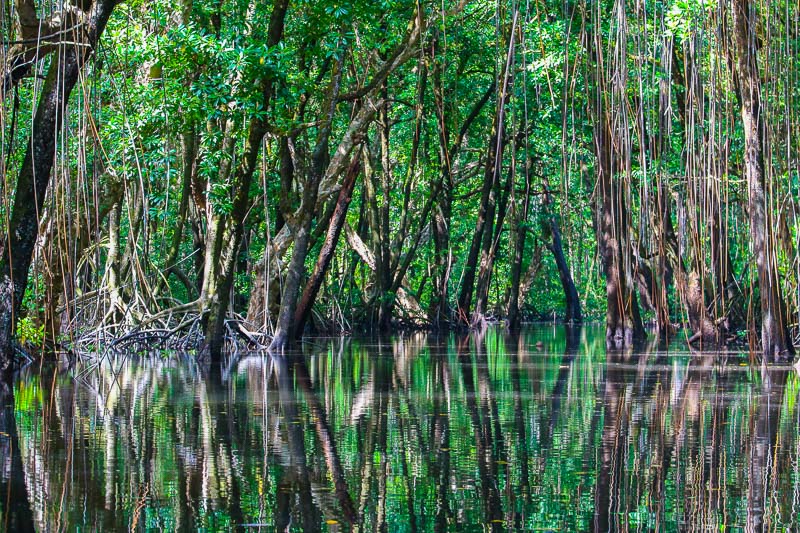 Mangrove