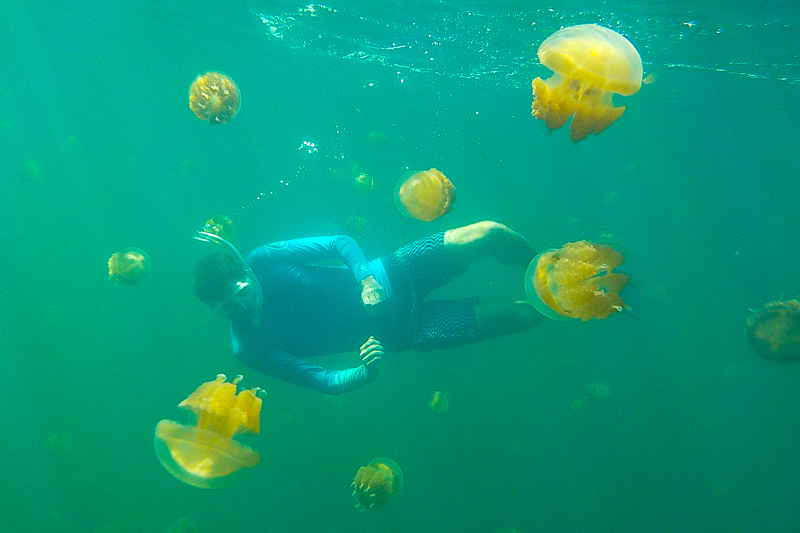 Jellyfish Lake