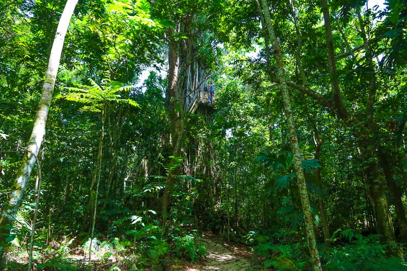 Canopy walk