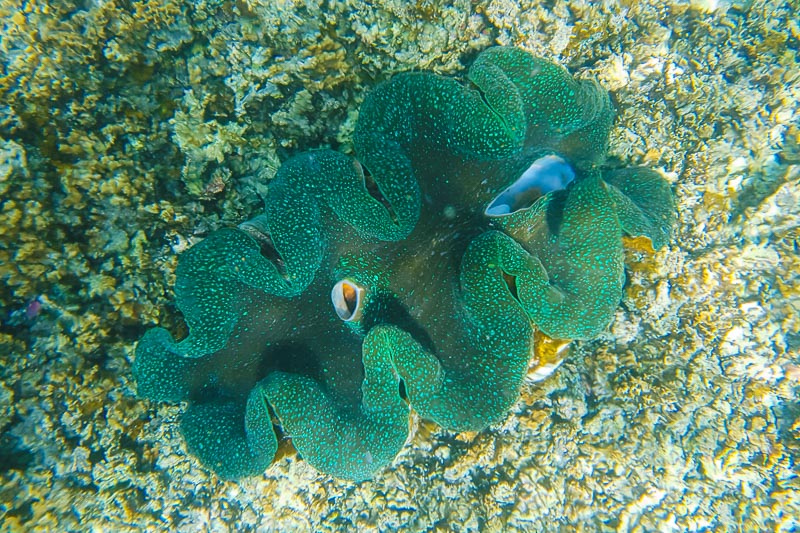 Giant Clams