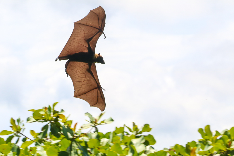 Bats