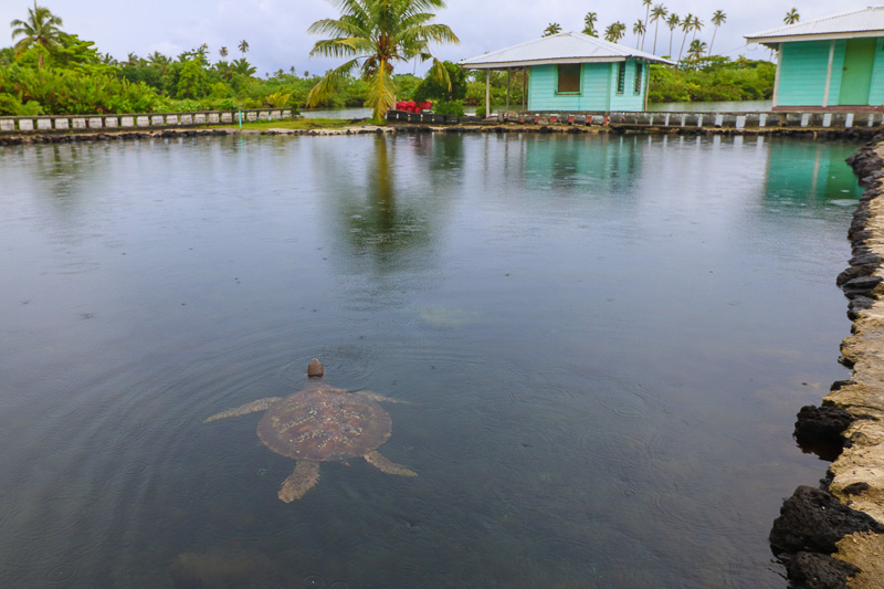 Turtle Pool