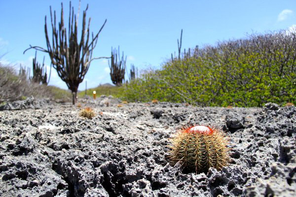 Bonaire