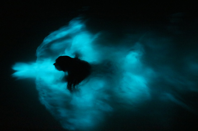Luminous Lagoon