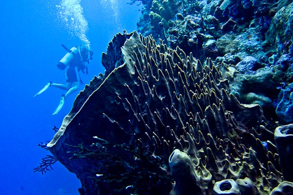 Scuba Diving